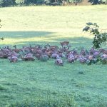 phoca_thumb_m_krteci obora 3 Fotogalerie